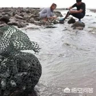 赶海现抓现吃经历：遇到个可爱小水母的探索与启示